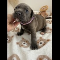 Staffordshire Bull Terrier - Both