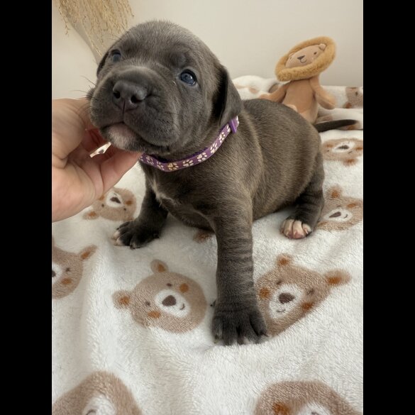 Staffordshire Bull Terrier - Both