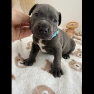 Staffordshire Bull Terrier - Both