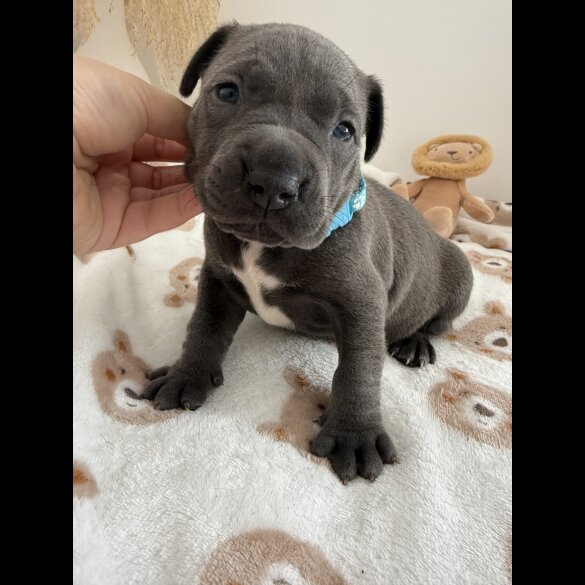 Staffordshire Bull Terrier - Both