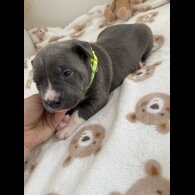 Staffordshire Bull Terrier - Both