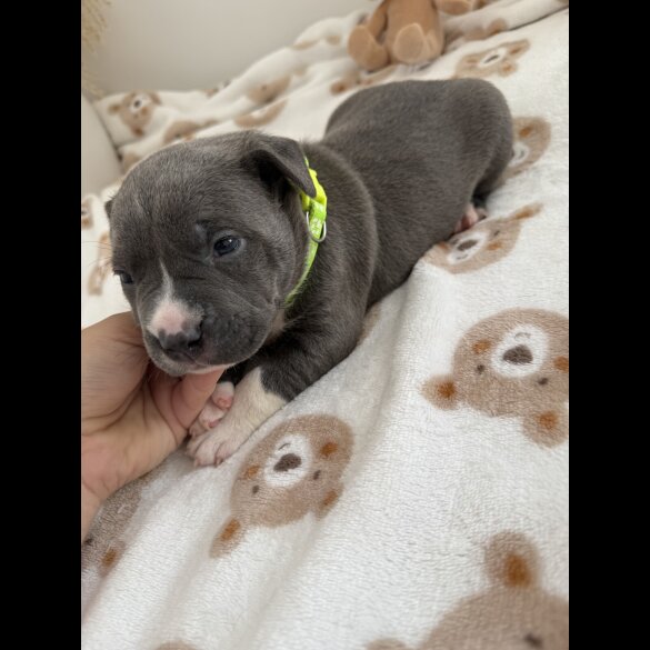 Staffordshire Bull Terrier - Both
