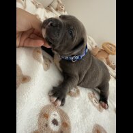Staffordshire Bull Terrier - Both