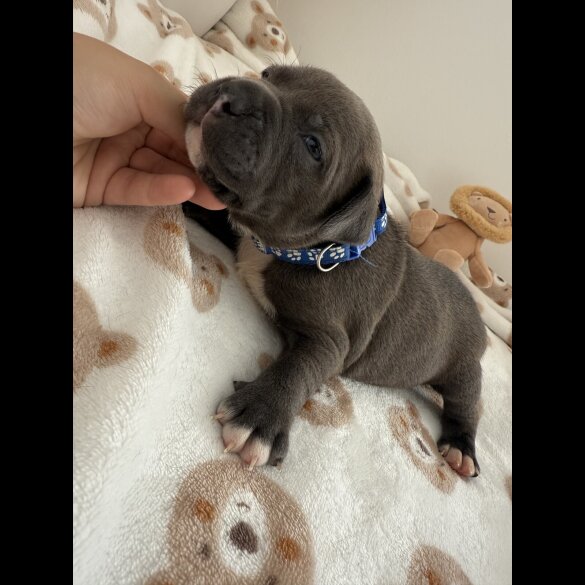 Staffordshire Bull Terrier - Both