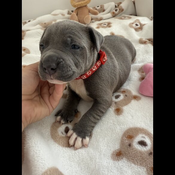 Staffordshire Bull Terrier - Both