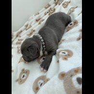 Staffordshire Bull Terrier - Both