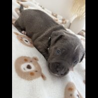 Staffordshire Bull Terrier - Both
