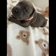 Staffordshire Bull Terrier - Both