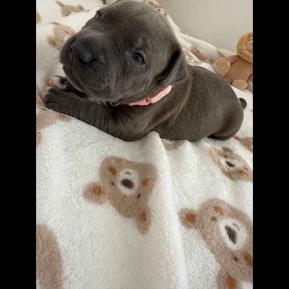 Staffordshire Bull Terrier - Both