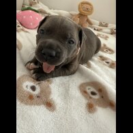 Staffordshire Bull Terrier - Both