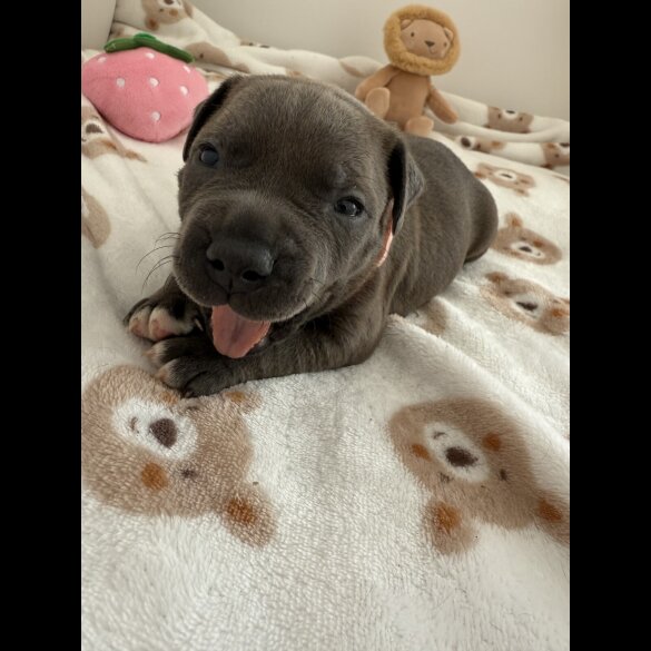 Staffordshire Bull Terrier - Both