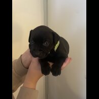 Staffordshire Bull Terrier - Both