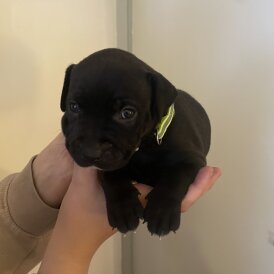 Staffordshire Bull Terrier - Both