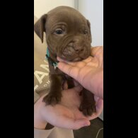 Staffordshire Bull Terrier - Both