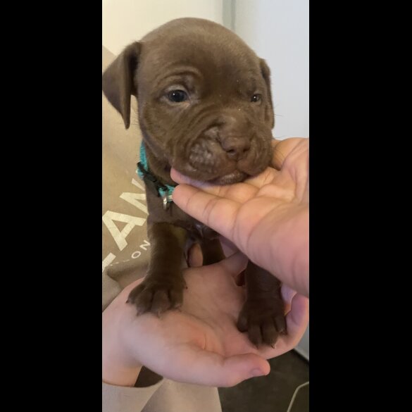 Staffordshire Bull Terrier - Both