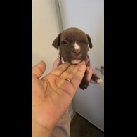 Staffordshire Bull Terrier - Both