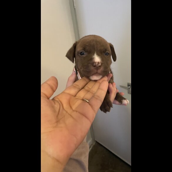 Staffordshire Bull Terrier - Both