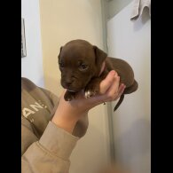 Staffordshire Bull Terrier - Both