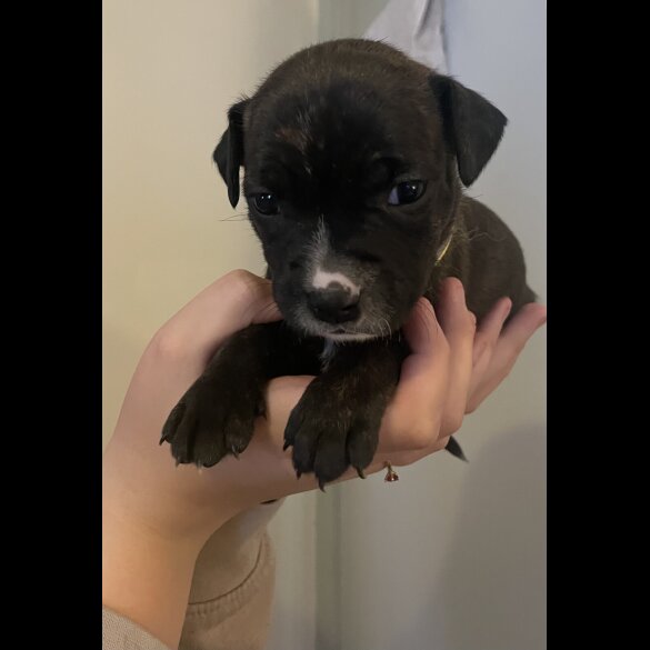 Staffordshire Bull Terrier - Both