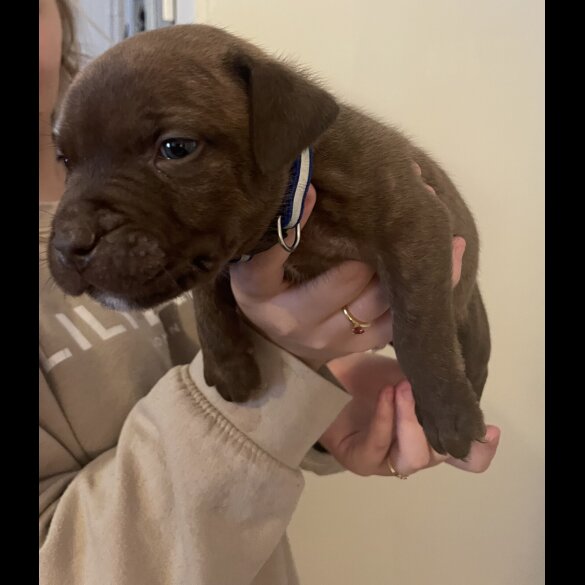 Staffordshire Bull Terrier - Both
