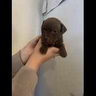 Staffordshire Bull Terrier - Both