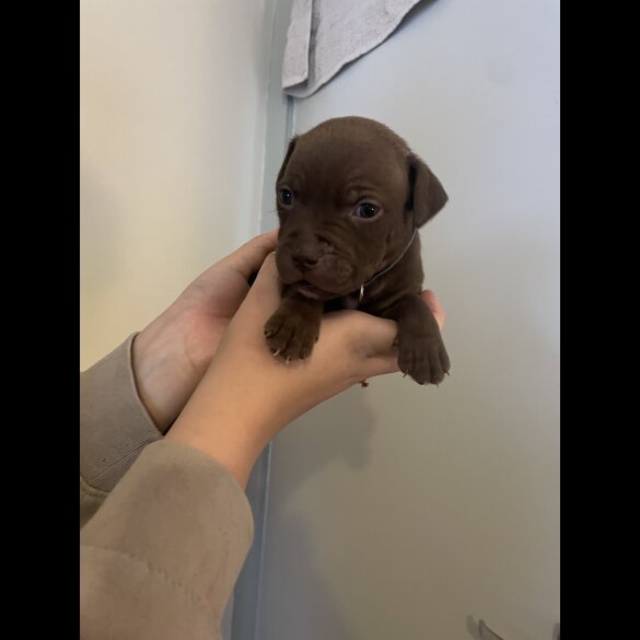 Staffordshire Bull Terrier - Both