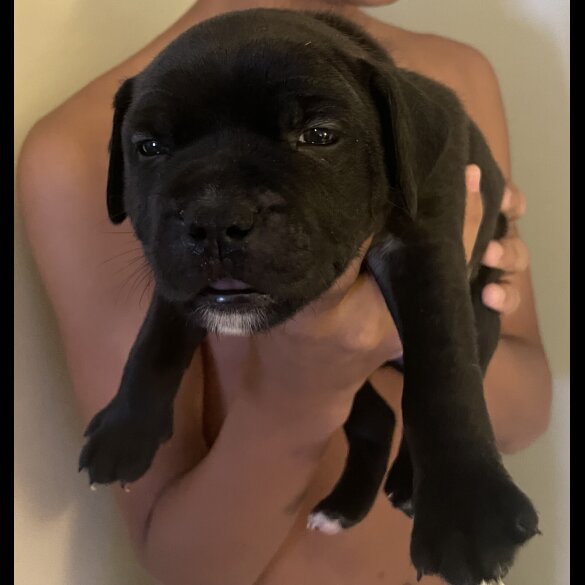 Staffordshire Bull Terrier - Both