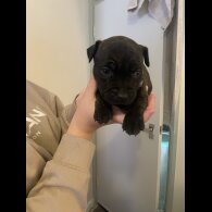 Staffordshire Bull Terrier - Both