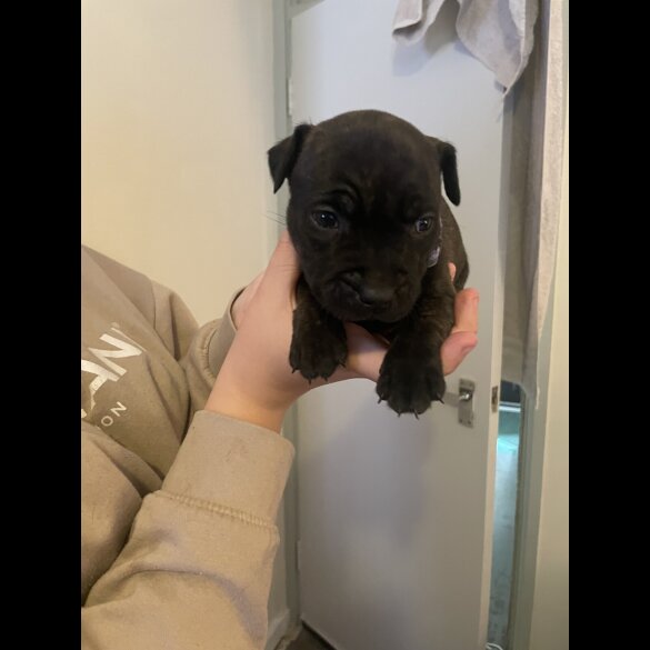 Staffordshire Bull Terrier - Both
