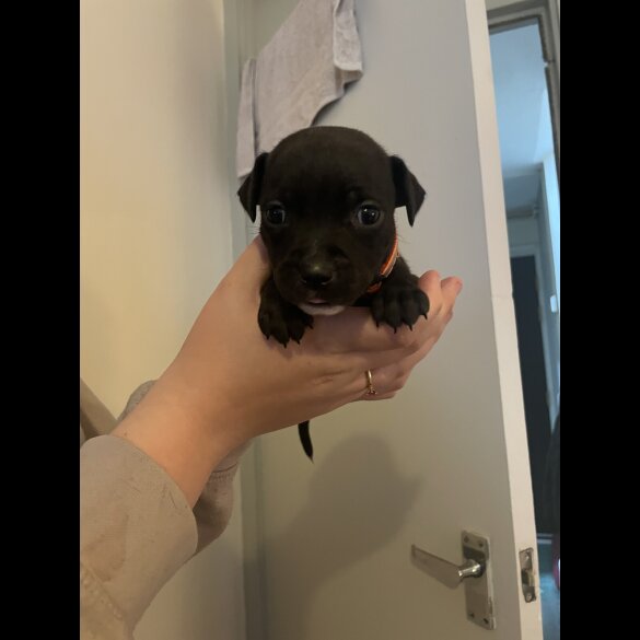 Staffordshire Bull Terrier - Both
