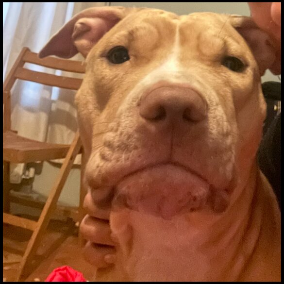 Staffordshire Bull Terrier - Both