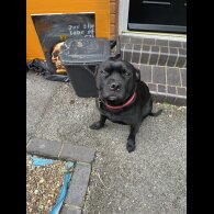 Staffordshire Bull Terrier - Both