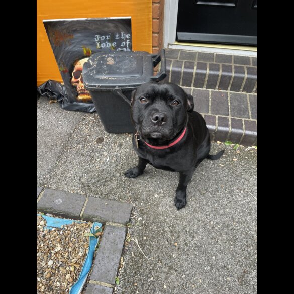 Staffordshire Bull Terrier - Both