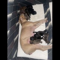 Staffordshire Bull Terrier - Both