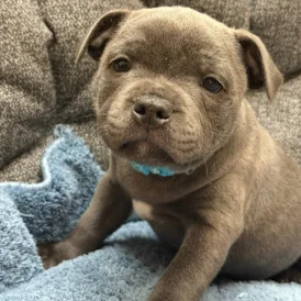 Staffordshire Bull Terrier - Both