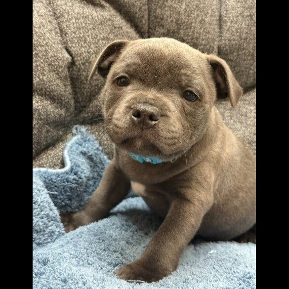 Staffordshire Bull Terrier - Both