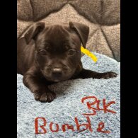 Staffordshire Bull Terrier - Both