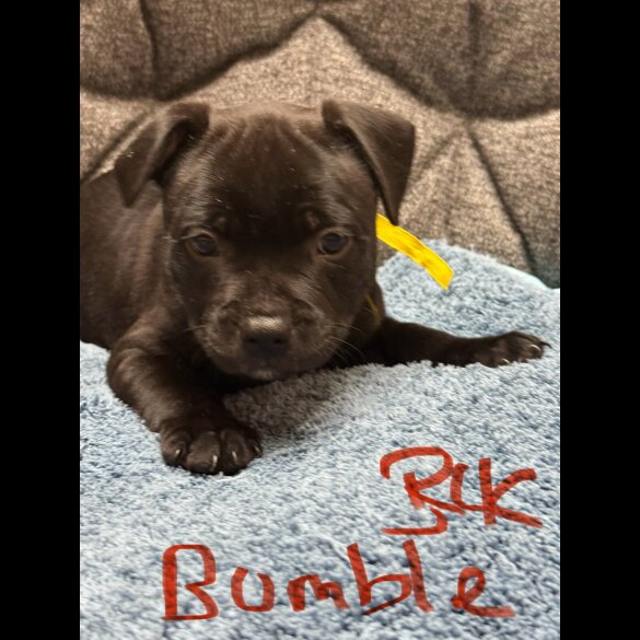 Staffordshire Bull Terrier - Both