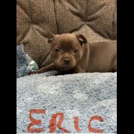Staffordshire Bull Terrier - Both
