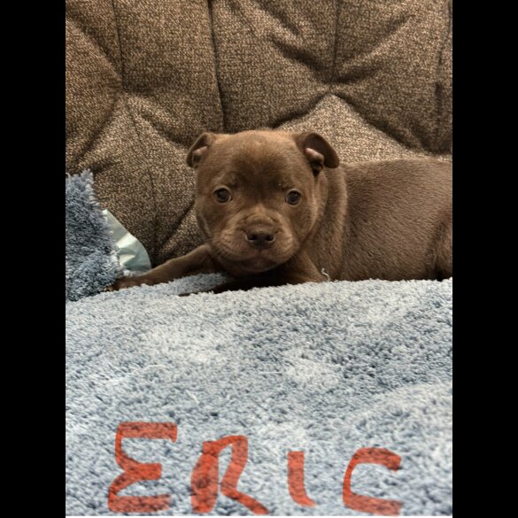 Staffordshire Bull Terrier - Both