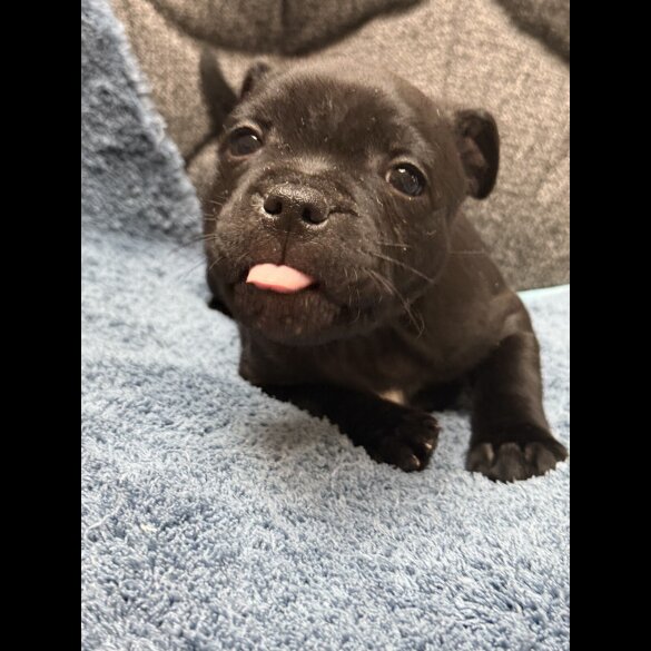 Staffordshire Bull Terrier - Both