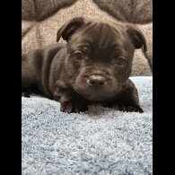 Staffordshire Bull Terrier - Both