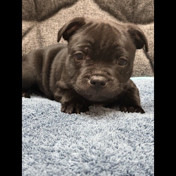 Staffordshire Bull Terrier - Both