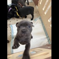 Staffordshire Bull Terrier - Both