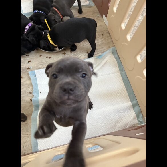 Staffordshire Bull Terrier - Both