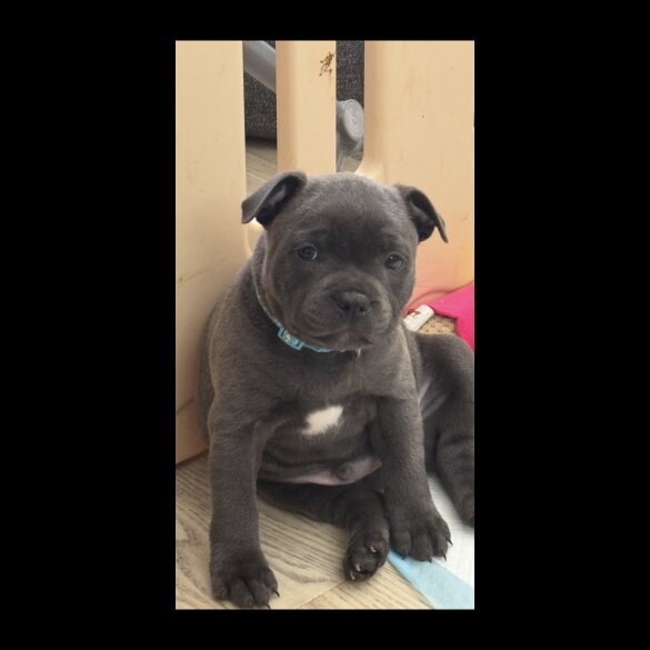 Staffordshire Bull Terrier - Both