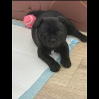 Staffordshire Bull Terrier - Both
