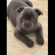 Staffordshire Bull Terrier - Both
