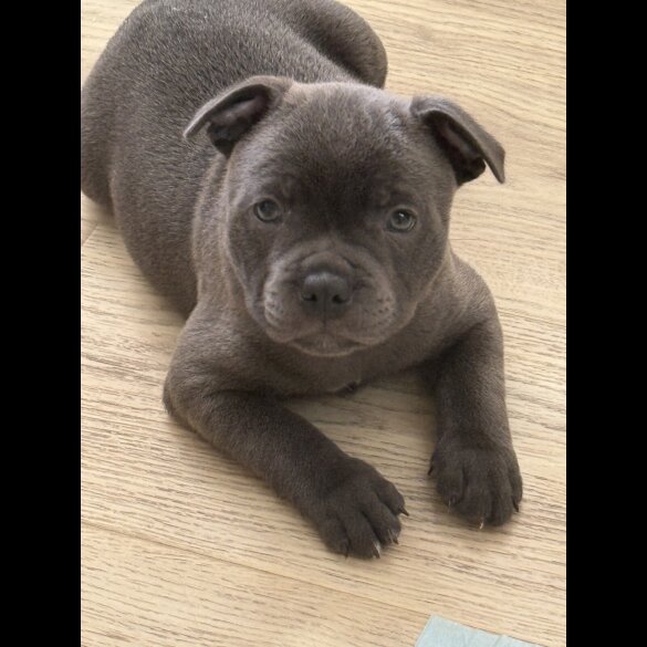 Staffordshire Bull Terrier - Both