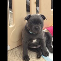 Staffordshire Bull Terrier - Both